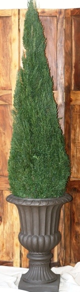 Preserved Cone Topiary 108 inch in Juniper Foliage